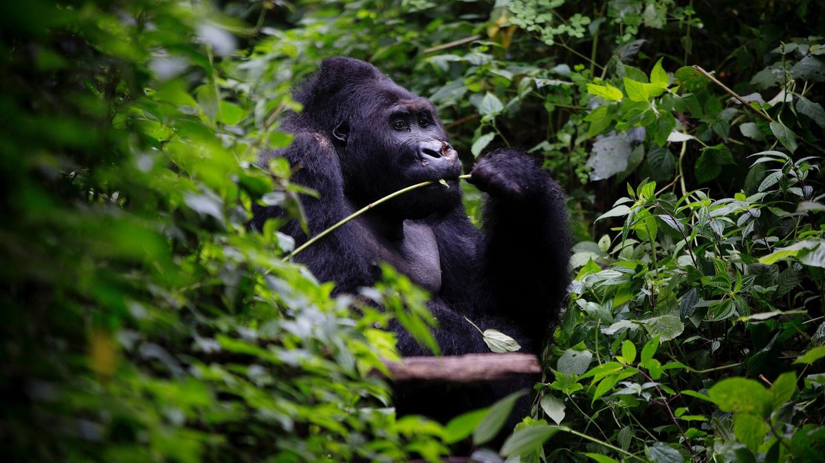 Gorily i šimpanzi. Afričtí celníci zachránili šestadvacet upytlačených lidoopů